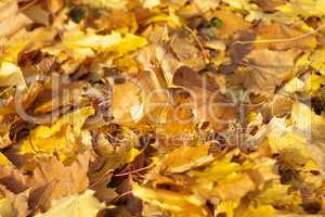 yellow maple carpet at autumn