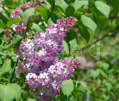 Lilac at Spring