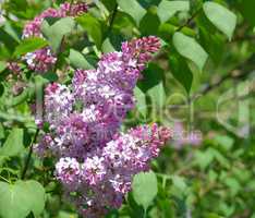 Lilac at Spring