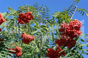 ashberry at dry sunny day