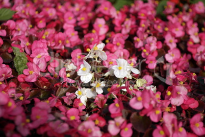 red little flowers