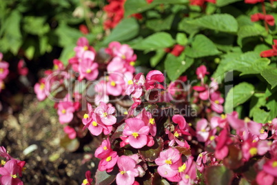 red little flowers