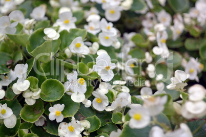 white little flowers white little flowers
