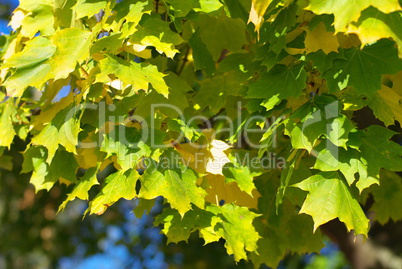 yellow maple leafs on tree