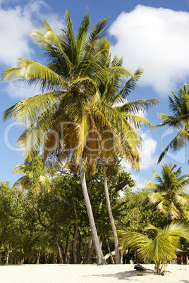 tropical beach in Carribean