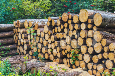 Holzstapel im Wald