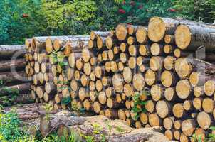 Holzstapel im Wald