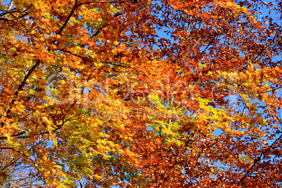 Foliage of beech in autumn