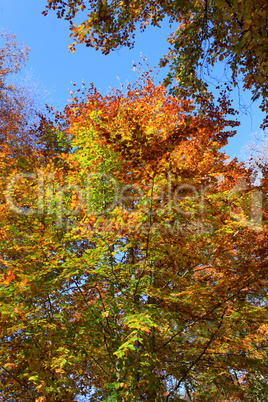 Beech in autumn