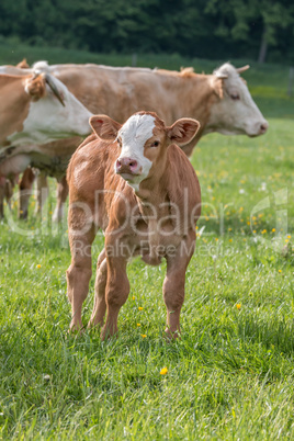 Young calf