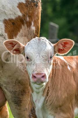 Young calf