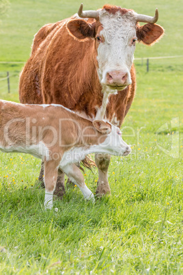 Hungarian cows family