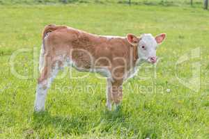 Young curious calf