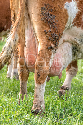 Udder and Teats of a Dairy Milking Cow