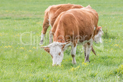 Hungarian cows