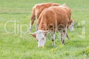 Hungarian cows