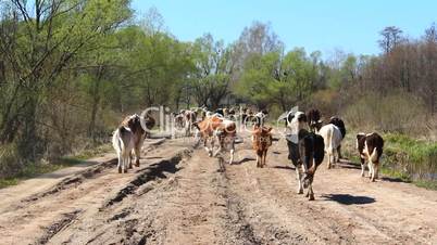 cows comes back from pasture