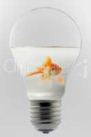 Goldfish in a light bulb.