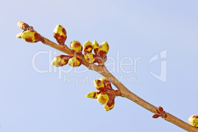 Twig of sweet cherry buds