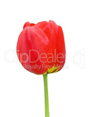 Red tulip flower