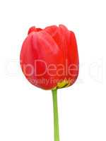 Red tulip flower