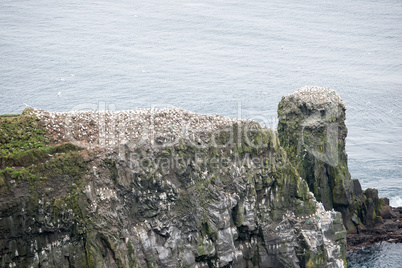 Northern gannet, Morus bassanus, colony