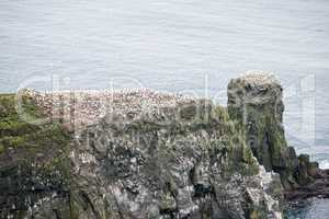 Northern gannet, Morus bassanus, colony