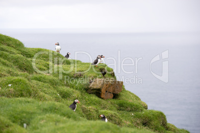 Atlantic puffins, Fratercula arctica in its colony