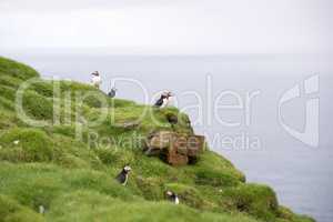 Atlantic puffins, Fratercula arctica in its colony