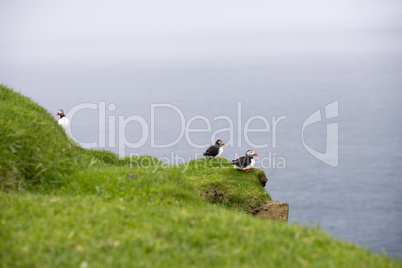Atlantic puffins, Fratercula arctica in its colony