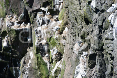 Black-legged kittiwake, Rissa tridactyla