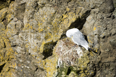 Black-legged kittiwake, Rissa tridactyla