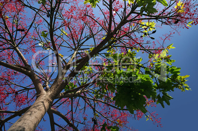 rote baum früchte