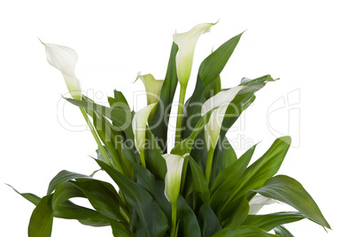 Calla lily isolated on white