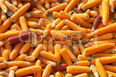 Yellow dried corn texture in sunset.