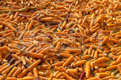 Yellow dried corn background.