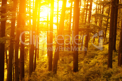 Pine forest with golden sunlight