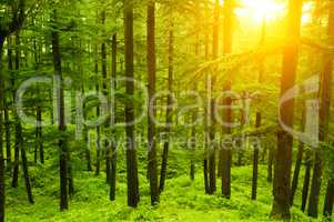 Pine forest in golden sunlight