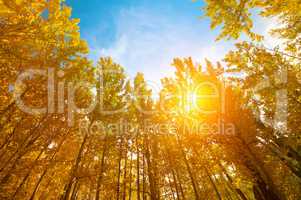 Aspen Trees in autumn seasons