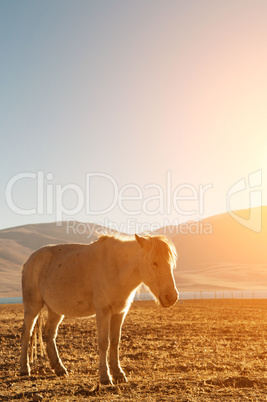 Horse in beautiful sunrise