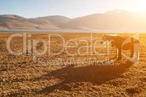 Horses at Tsomoriri lake