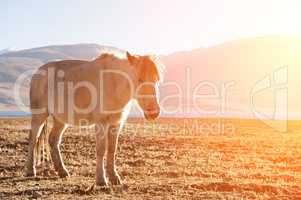 Horse in sunrise