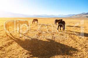 Horses eating at grass land