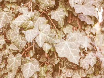 Retro looking Ivy leaves