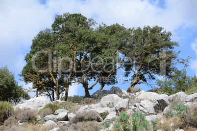 Bäume auf Kreta