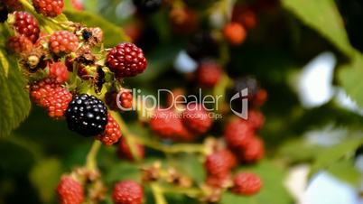 brombeeren im sommer mit wind