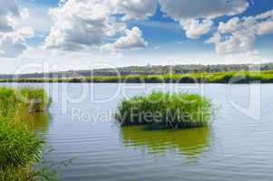 thickets of reeds on the lake