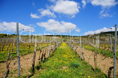 Weinberg mit blühendem Löwenzahn