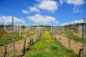 Weinberg mit blühendem Löwenzahn