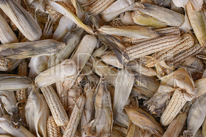 bunch dry corn